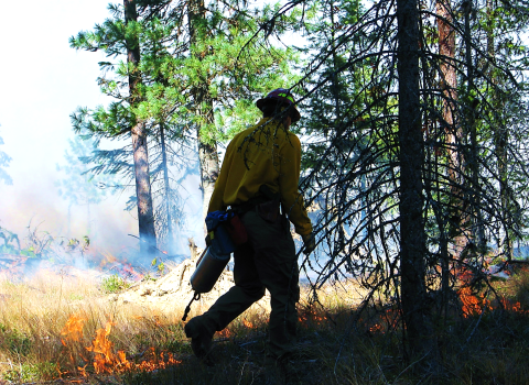 A firefighter uses a drip torch to start a prescribed fire