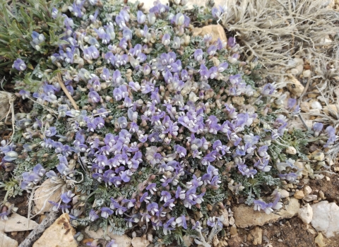 purple with white wing tips flowers cluster along a matt of green among tan stones