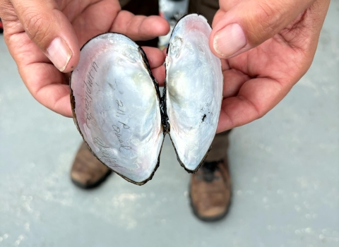 A person holds the open shell of a freshwater mussel in both hands