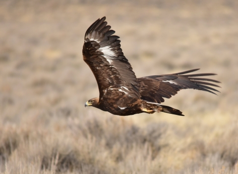 Golden eagle in flight.