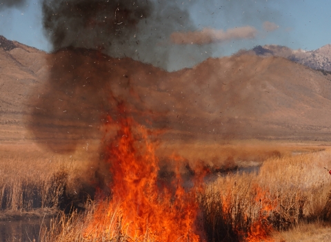 Flames & smoke spring up from wetland vegetation. A firefighter in the background ignites vegetation along a roadway as part of a prescribed fire. Mountains make up the background.