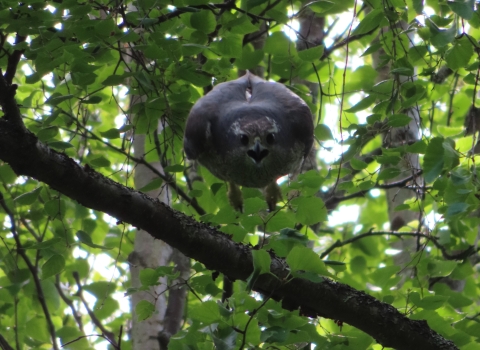 a gray raptor jumped off a branch in the forest