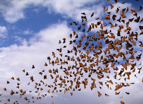 Group of monarchs migrating in the sky