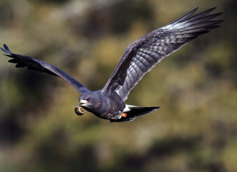 A male Everglade snail kite in flight with his wings extended. He is carrying a large apple snail in his beak. 