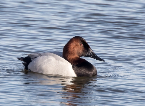 Photo of male canvasback in blue water with many small ripples.