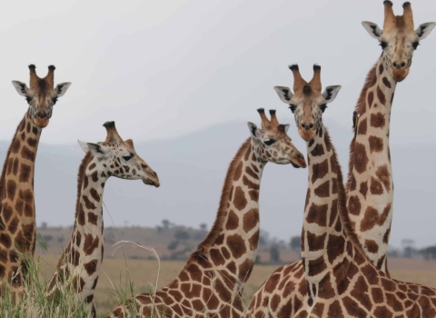 5 giraffes seen from neck up