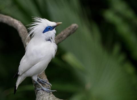 A white bird with a crest and blue around its eye sitting on a branch