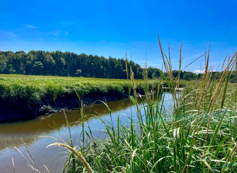 View from tidal marsh channel bank with spartina alterniflora grass in the foreground