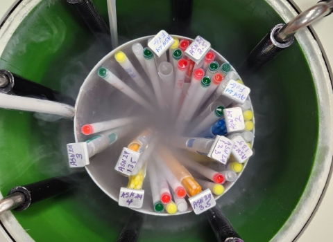 Canister full of cryogenic samples being pulled out of a liquid nitrogen filled dewar.