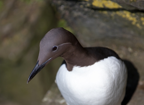 Closeup of a common murre on a ledge