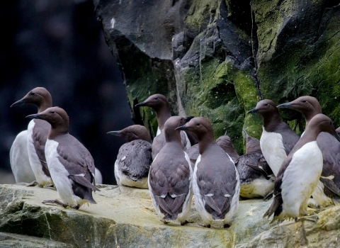 A group of common murres on a ledge