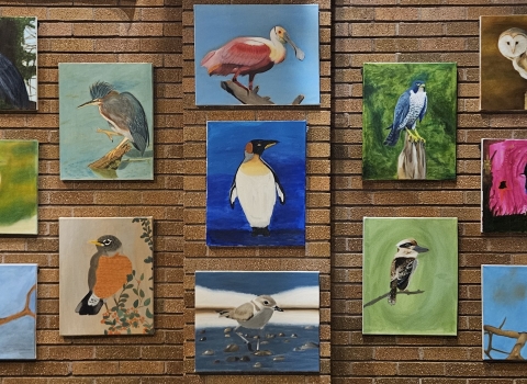 An art exhibit of 17 acrylic paintings of various birds hung on brick wall.