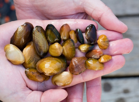 A variety of mussels in the hand of biologist