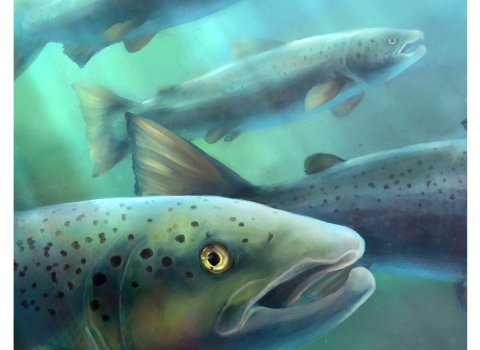 a painting featuring multiple atlantic salmon swimming through the water with one close to the viewer