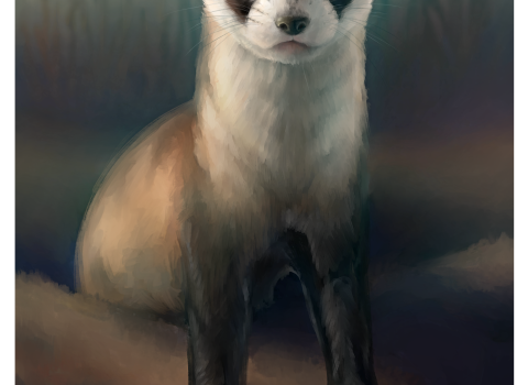 painting of a black-footed ferret coming out of a hole and looking at the viewer