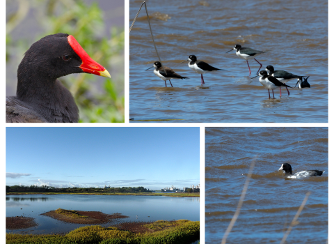 A collage of a ‘alae ‘ula, aeʻo, Pearl Harbor National Wildlife Refuge, and ‘alae ke‘oke‘o