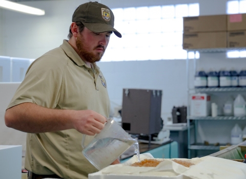 A USFWS staff member pours water over rainbow trout eggs in a cooler tray.