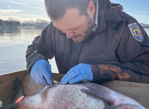 Male biologist in FWS uniform sutures up small surgical incision made to implant a transmitter into an invasive carp.