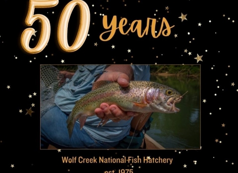 50 years of raising trout