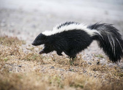 A striped skunk is shown in a side profile as it prances through dry, golden grass. Its black fur stands out against the white stripes running from its head to its fluffy tail.