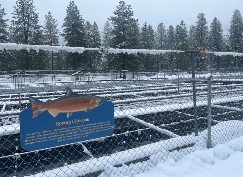 A spring chinook sign on a fence in front of snow-covered hatchery raceways