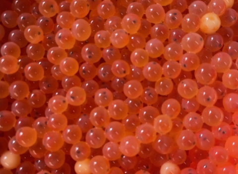 closeup photo of Rainbow trout eggs