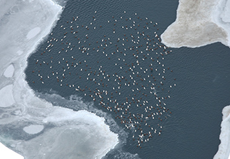 Spectacled Eiders