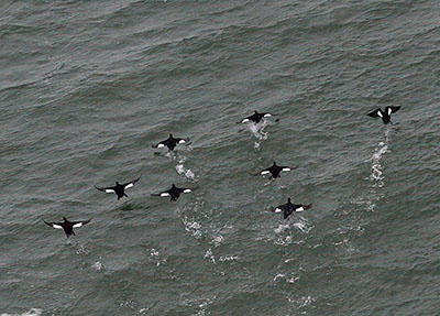 White-winged scoter, 8 drakes