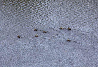 Black duck, group of 7