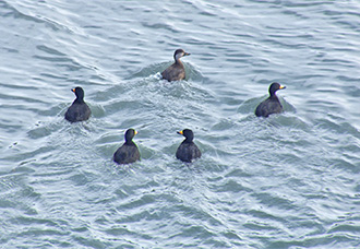 Black scoter, group of 5