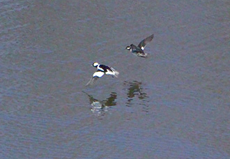 Bufflehead, pair