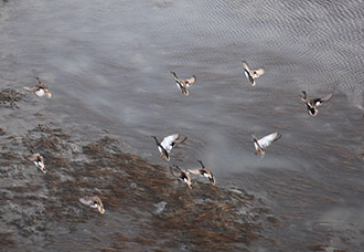 Gadwall, group of 10