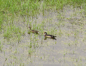 Wood duck, pair